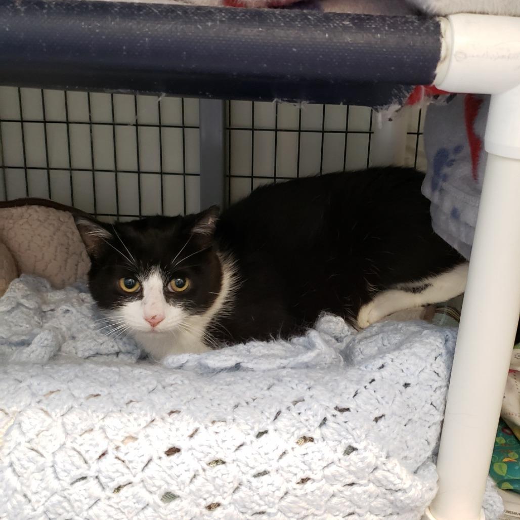 Enlarge Mousse, a Adoptable Domestic Short Hair in Charlottesville, VA image 2/5