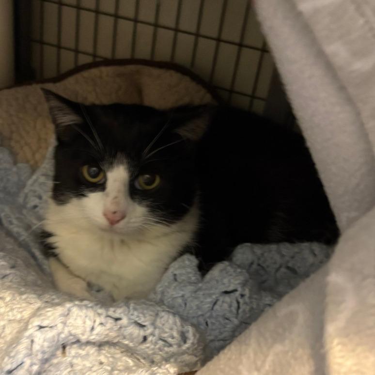 Enlarge Mousse, a Adoptable Domestic Short Hair in Charlottesville, VA image 3/5