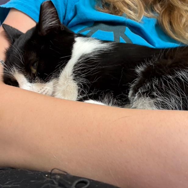Enlarge Mousse, a Adoptable Domestic Short Hair in Charlottesville, VA image 4/5
