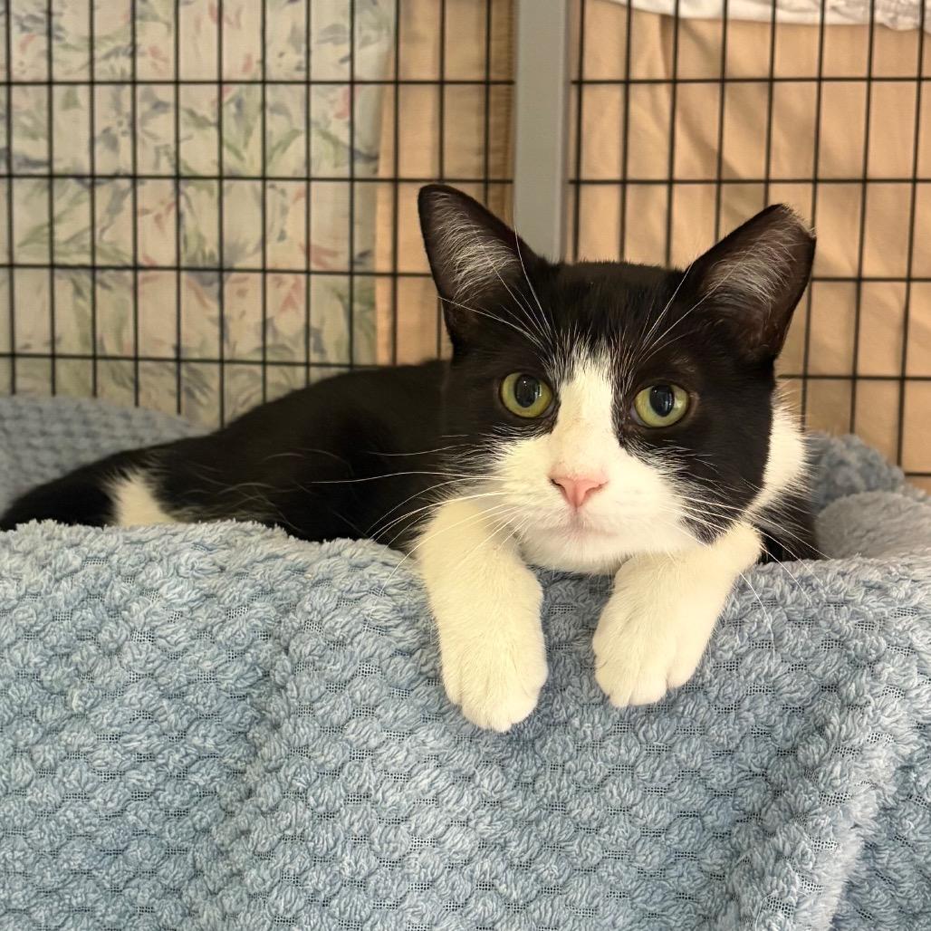Mousse, a Adoptable Domestic Short Hair in Charlottesville, VA image 5/6