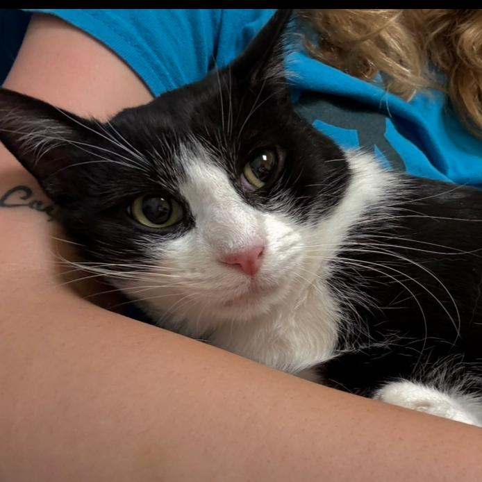 Enlarge Mousse, a Adoptable Domestic Short Hair in Charlottesville, VA image 5/5