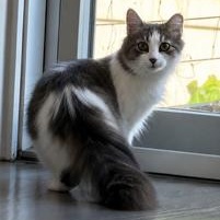 Enlarge Neko, a ADOPTABLE Tabby in Closter, NJ image 3/6