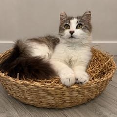 Enlarge Neko, a ADOPTABLE Tabby in Closter, NJ image 5/6