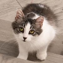 Enlarge Neko, a ADOPTABLE Tabby in Closter, NJ image 2/6