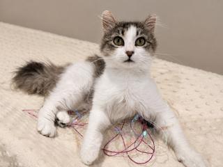Enlarge Neko, a ADOPTABLE Tabby in Closter, NJ image 6/6