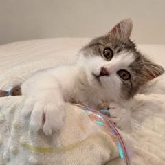 Enlarge Neko, a ADOPTABLE Tabby in Closter, NJ image 1/6