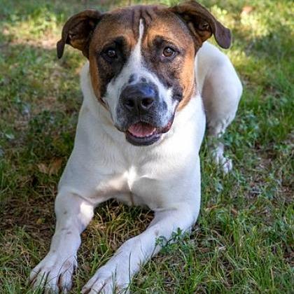 Soto, a Adoptable mixed breed in Tyler, TX image 2/4