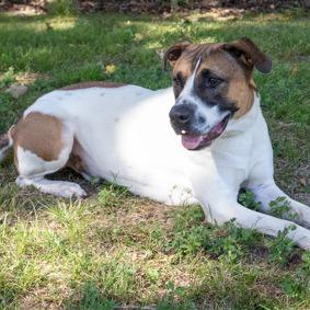 Soto, a Adoptable mixed breed in Tyler, TX image 3/4