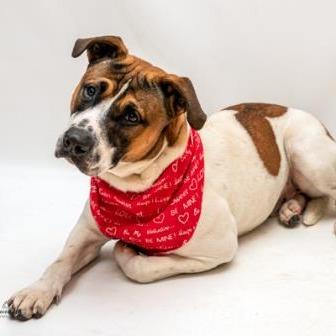 Soto, a Adoptable mixed breed in Tyler, TX image 4/4
