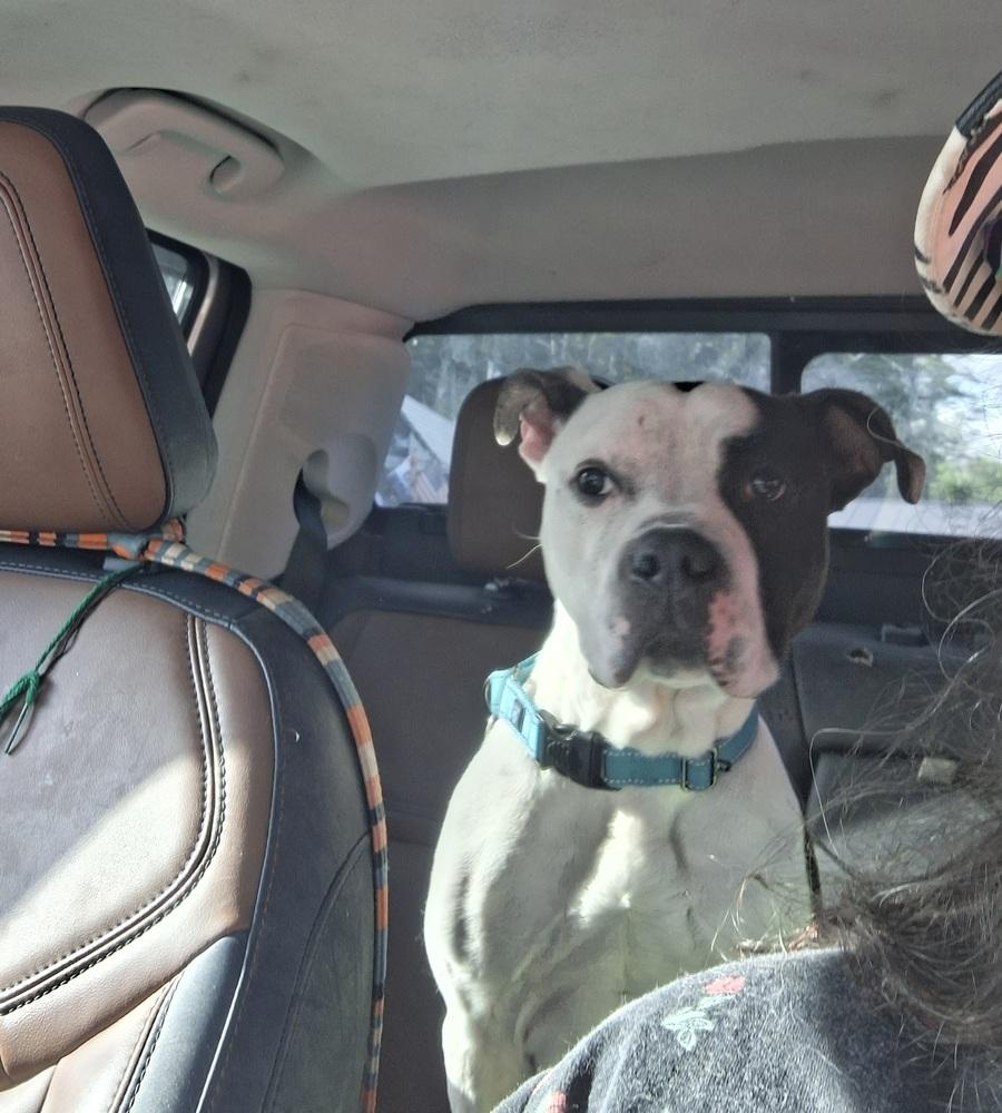 Levi, Adoptable, Adult Male Pit Bull Terrier.