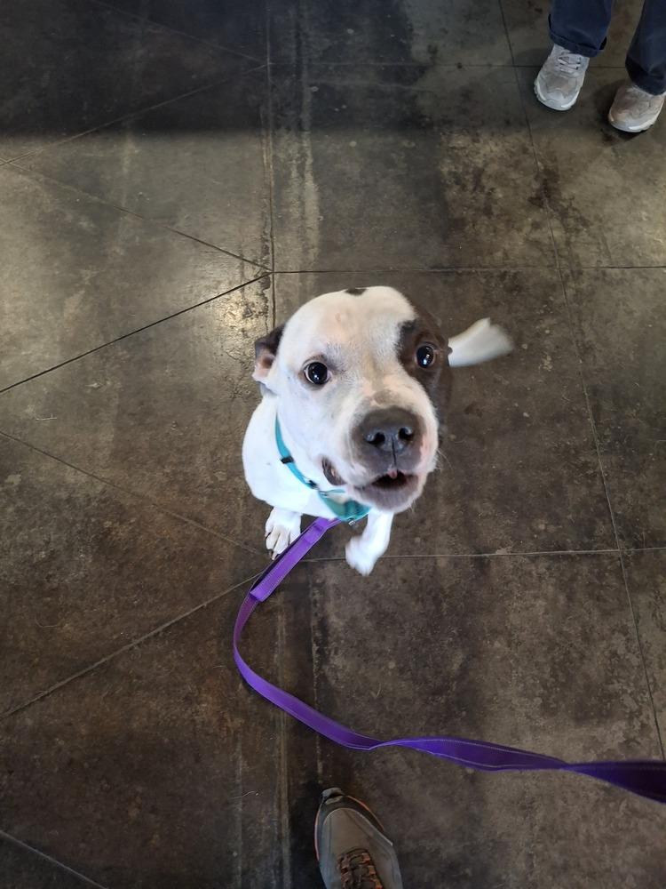 Enlarge Levi, a Adoptable mixed breed in White River Junction, VT image 2/4