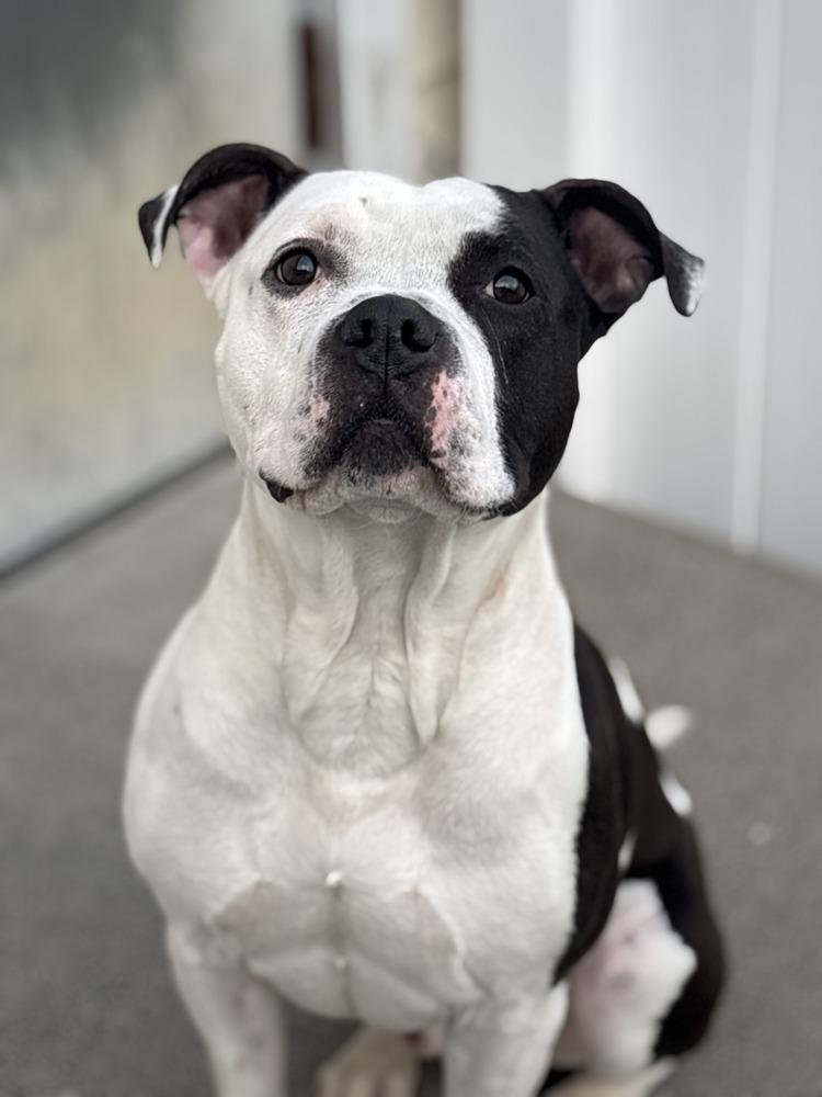 Enlarge Levi, a Adoptable mixed breed in White River Junction, VT image 4/4