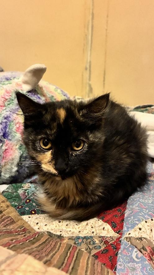 Enlarge Baby Bear, a Adopted Tortoiseshell in Manhattan , KS image 1/2