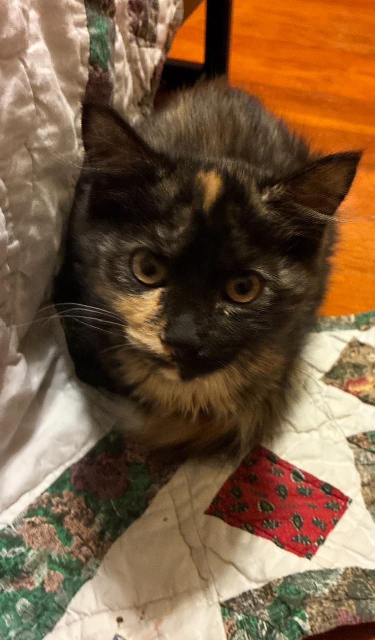 Enlarge Baby Bear, a Adopted Tortoiseshell in Manhattan , KS image 2/2