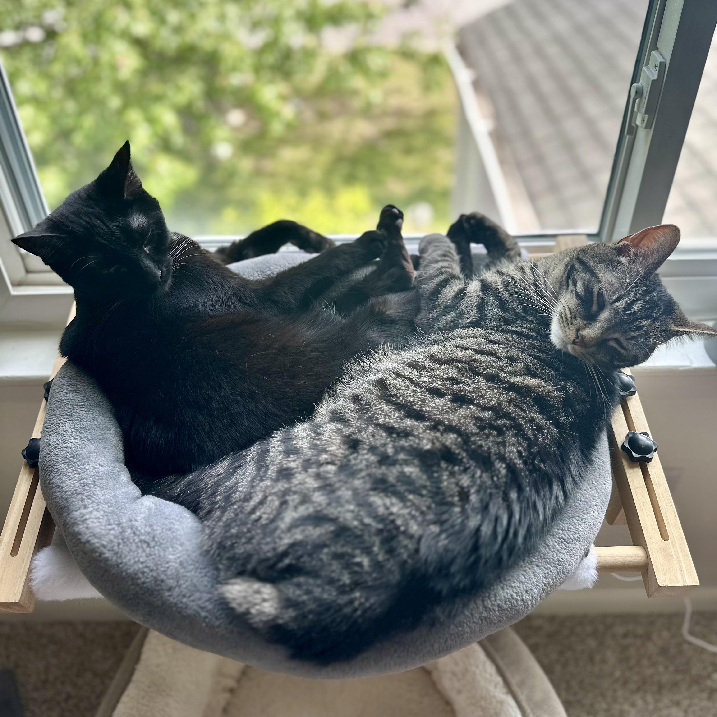 Wrangler, Adoptable, Adult Male Domestic Short Hair.