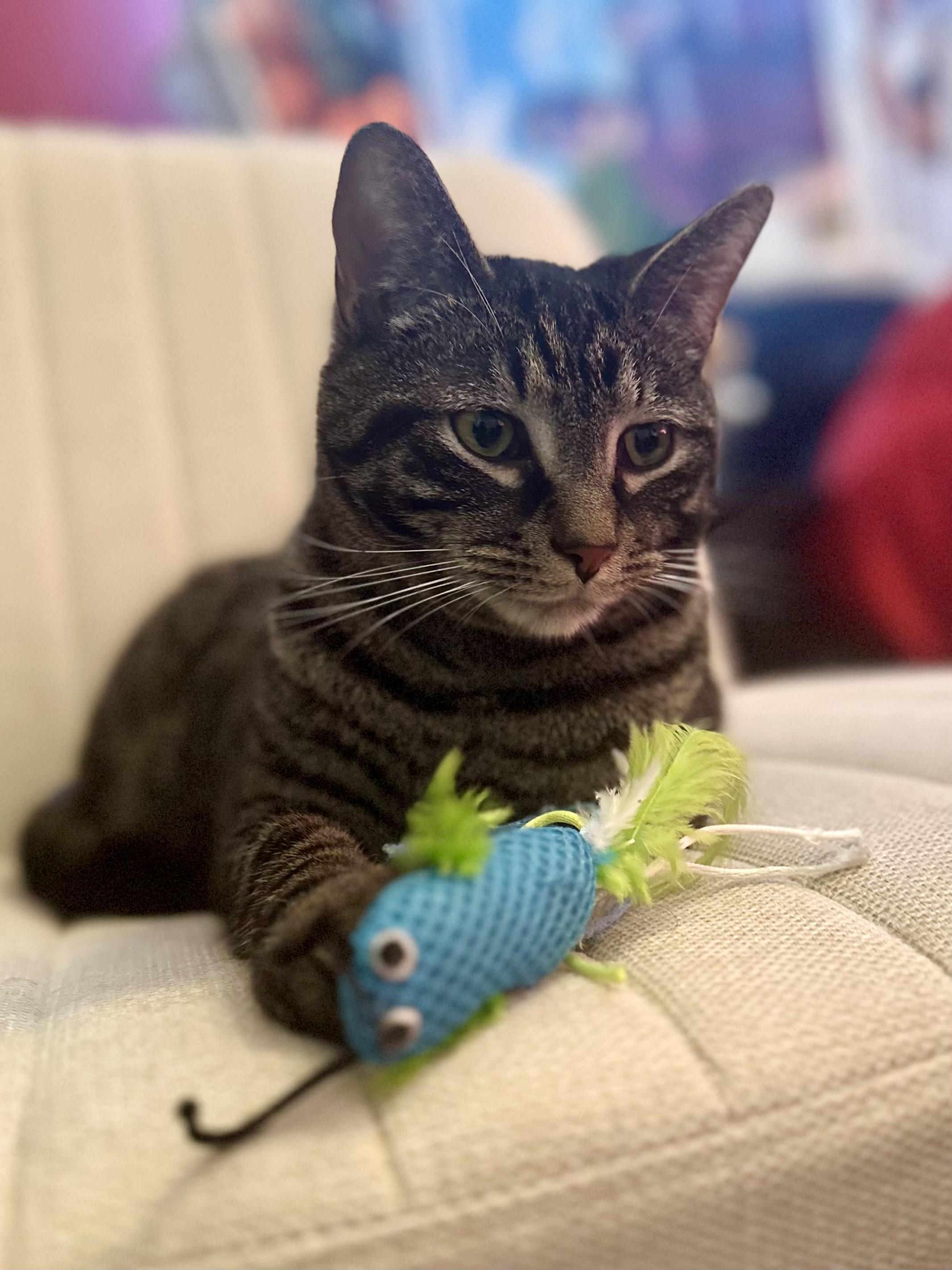 Enlarge Wrangler, a Adoptable Domestic Short Hair in Suffolk, VA image 2/6