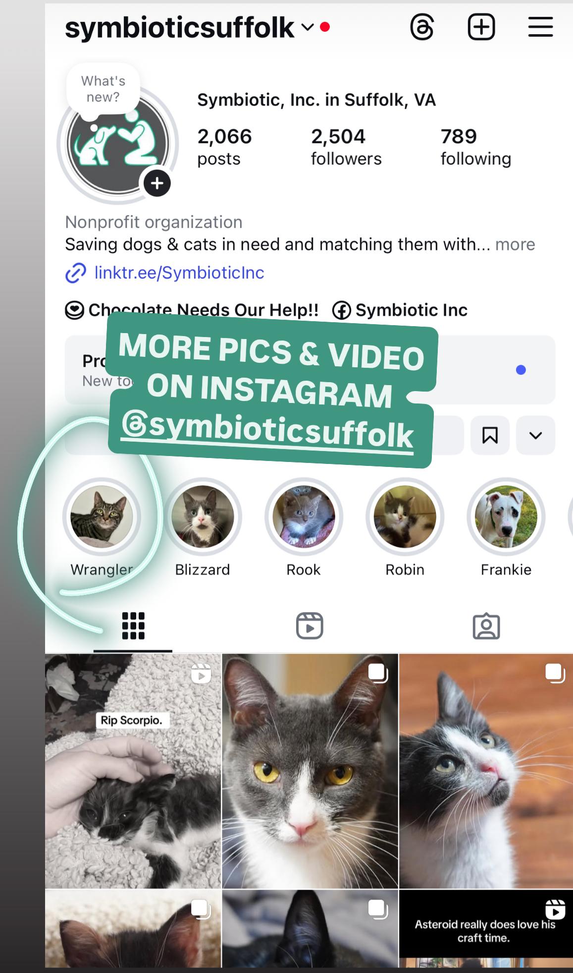 Enlarge Wrangler, a Adoptable Domestic Short Hair in Suffolk, VA image 3/6