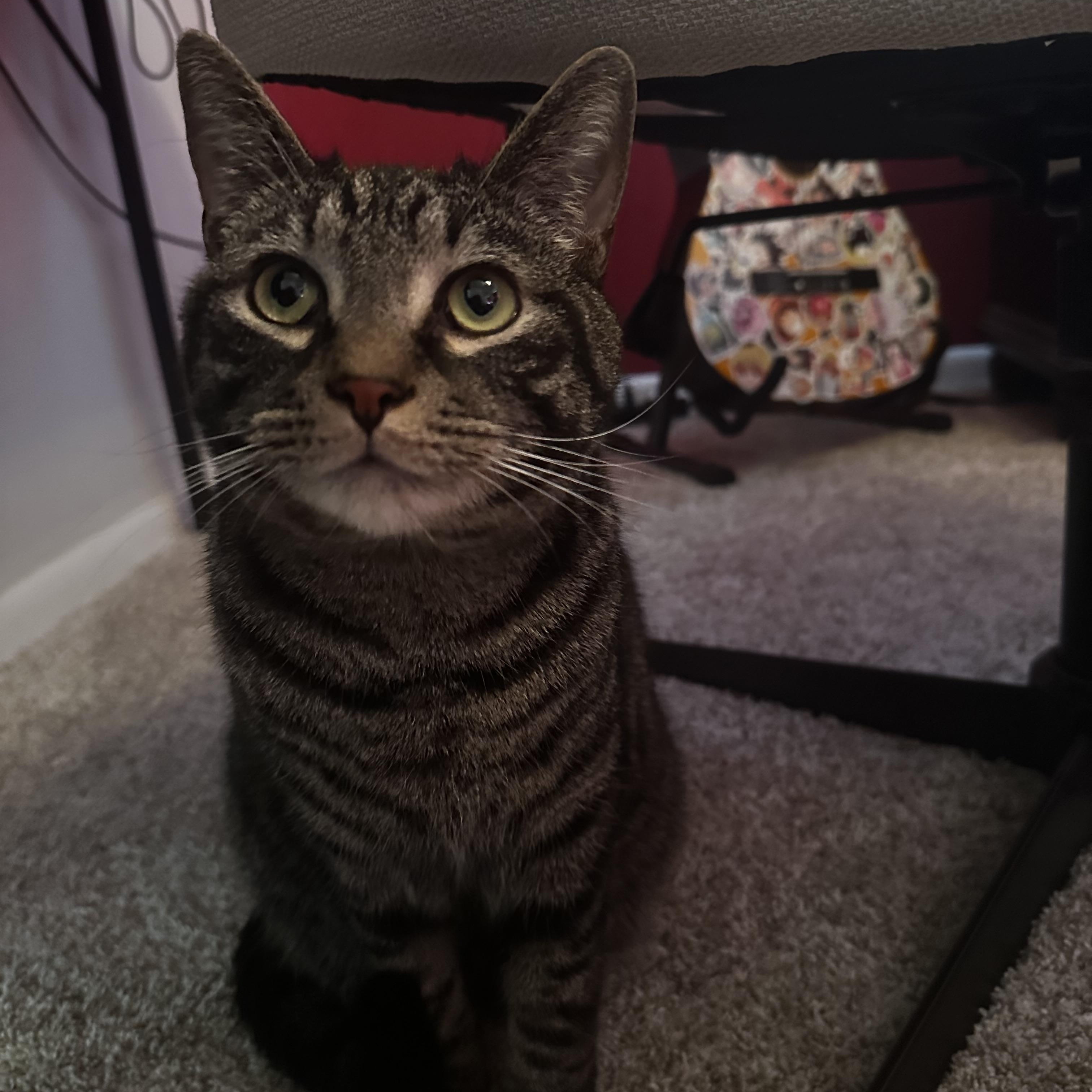 Enlarge Wrangler, a Adoptable Domestic Short Hair in Suffolk, VA image 5/6