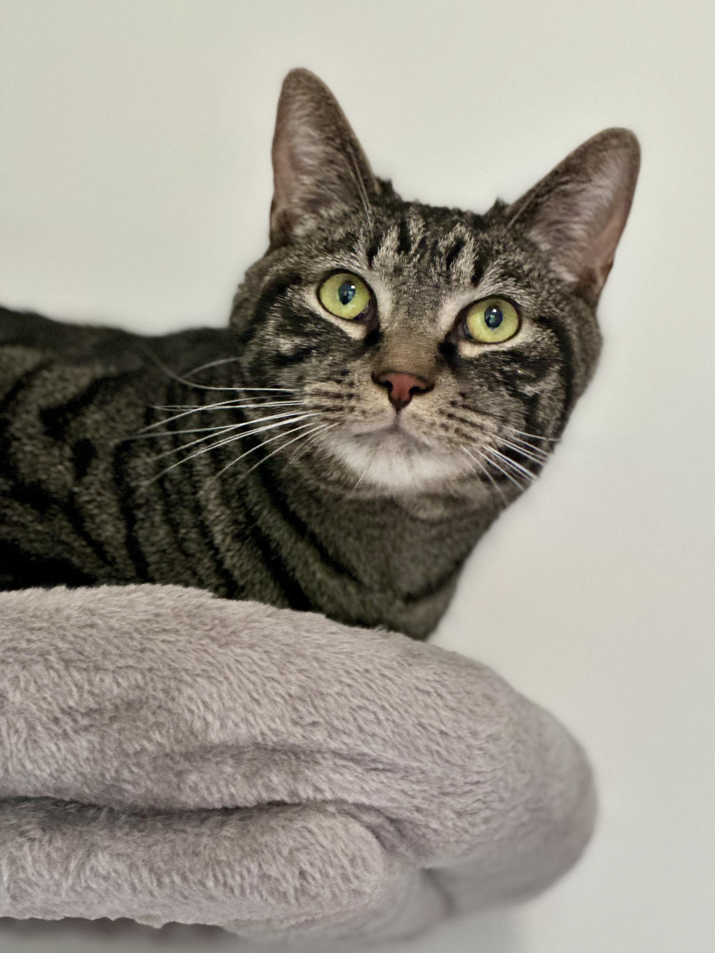 Enlarge Wrangler, a Adoptable Domestic Short Hair in Suffolk, VA image 6/6