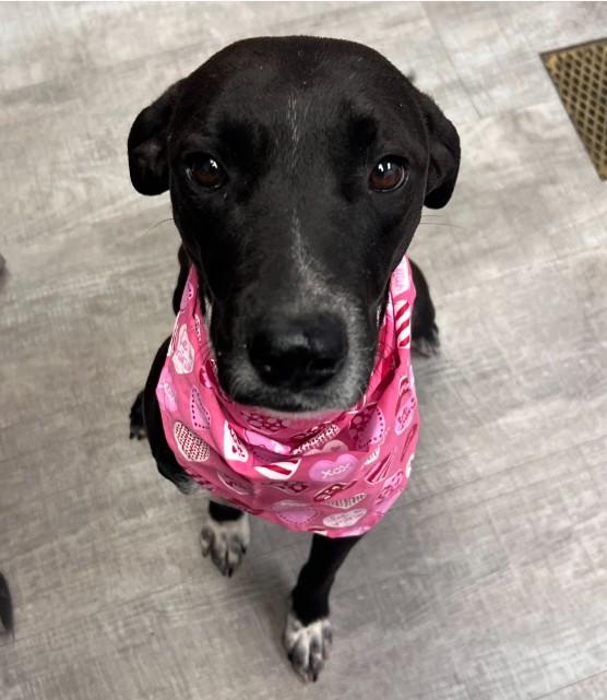 Enlarge Clarion, a ADOPTABLE mixed breed in Amarillo, TX image 1/1