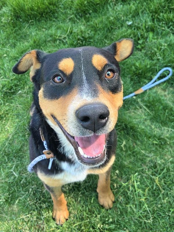 Mini Dave 46742, Adoptable, Adult Male Rottweiler & Australian Shepherd.