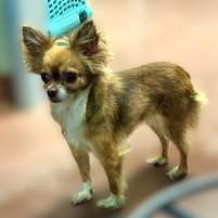 Enlarge Gretchen -880, a ADOPTABLE mixed breed in Dallas, TX image 2/3