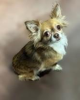 Enlarge Gretchen -880, a ADOPTABLE mixed breed in Dallas, TX image 3/3