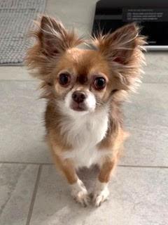 Gretchen -880, ADOPTABLE, Adult Female Chihuahua & Papillon.