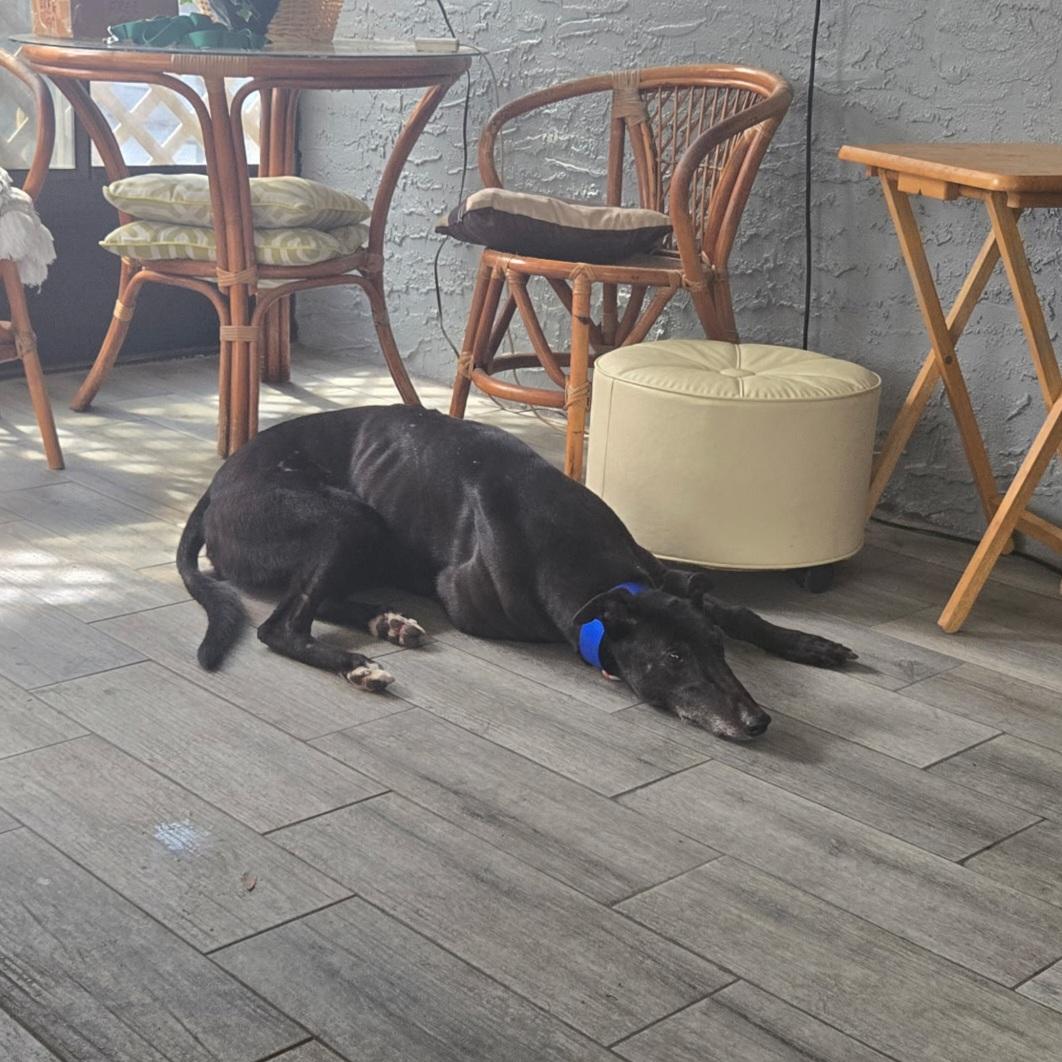 Cruppney Diamond (Eddie), Adoptable, Adult Male Greyhound.