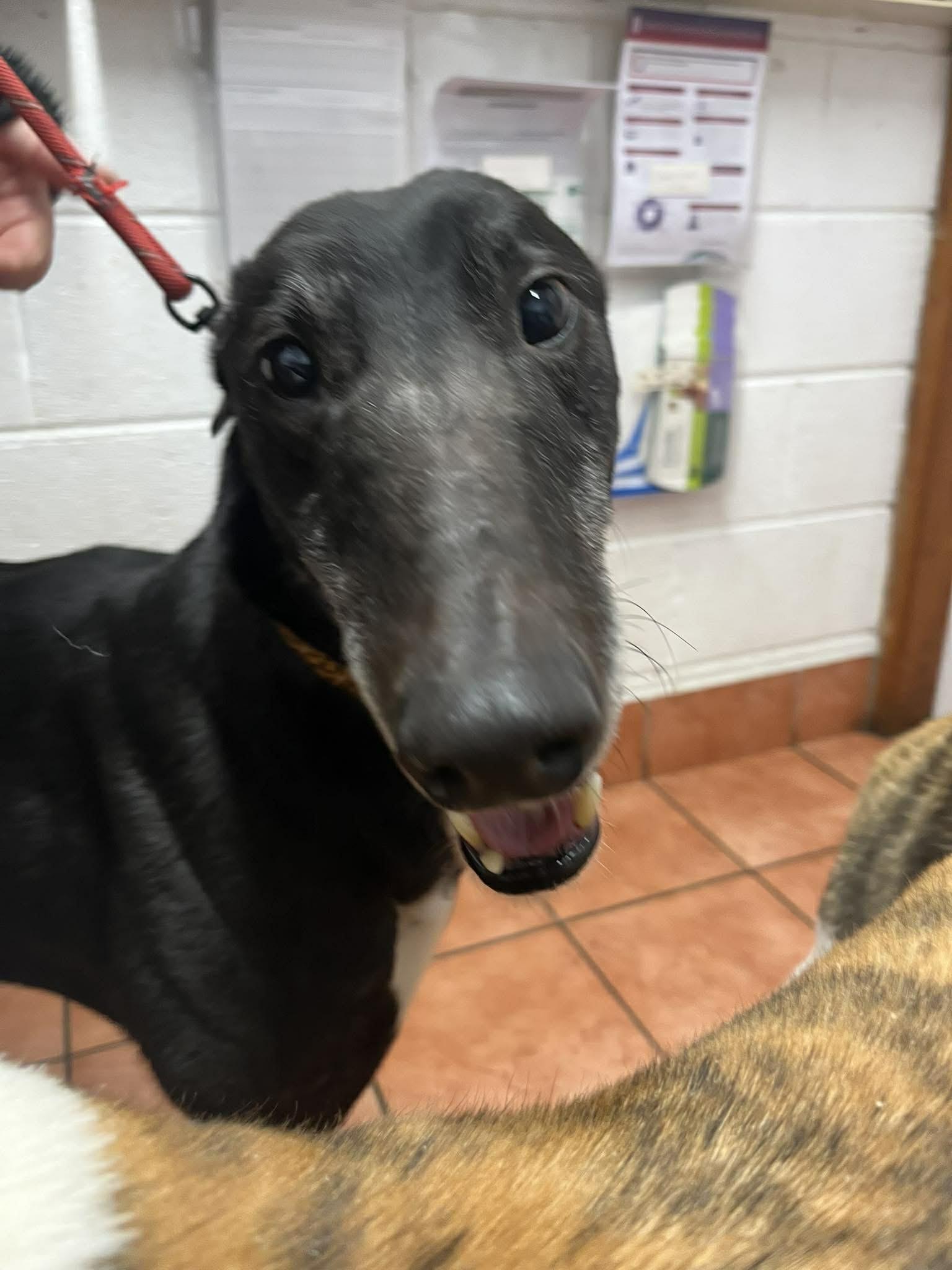 Cruppney Diamond (Eddie), Adoptable, Adult Male Greyhound.