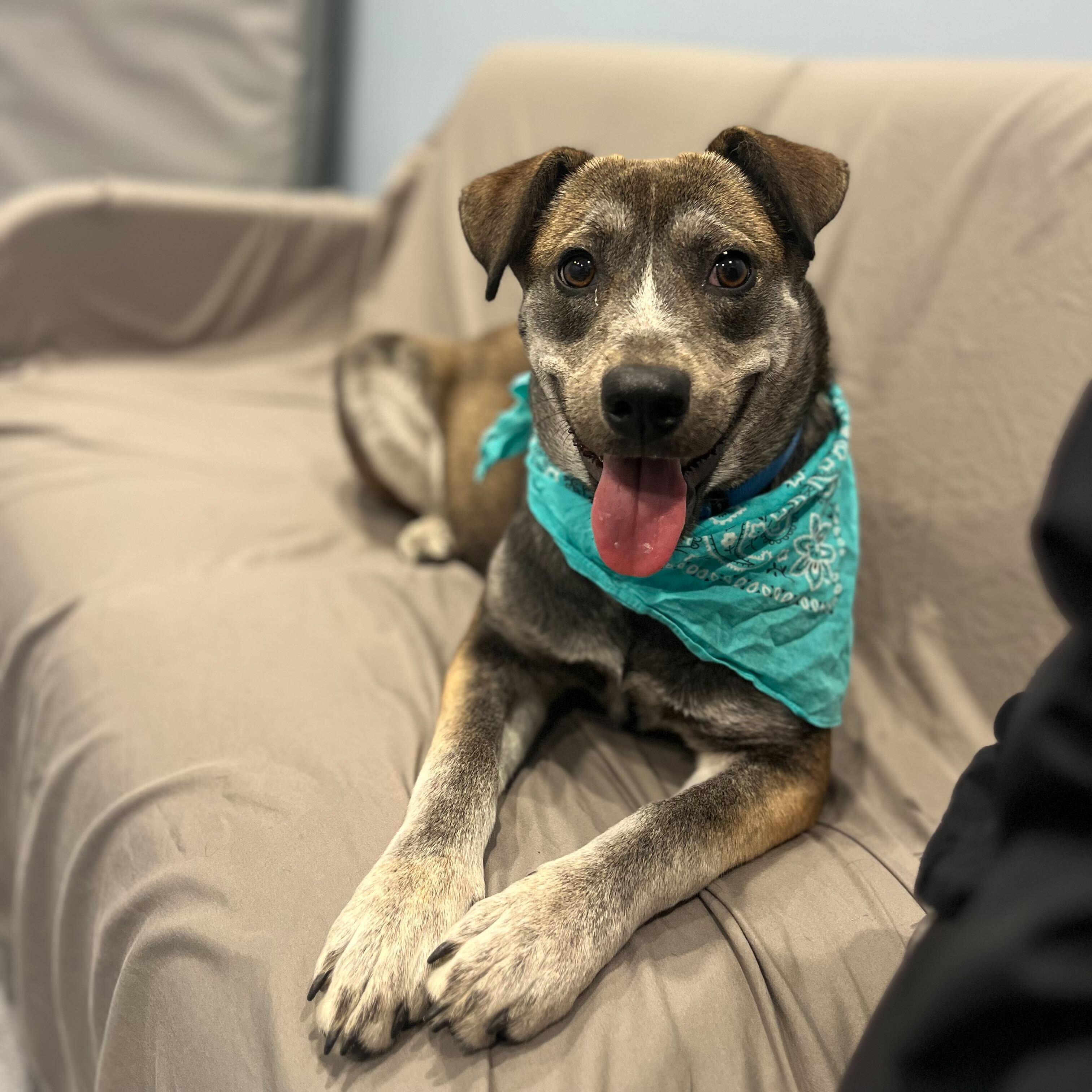 Mira, ADOPTABLE, Young Female Mixed Breed.