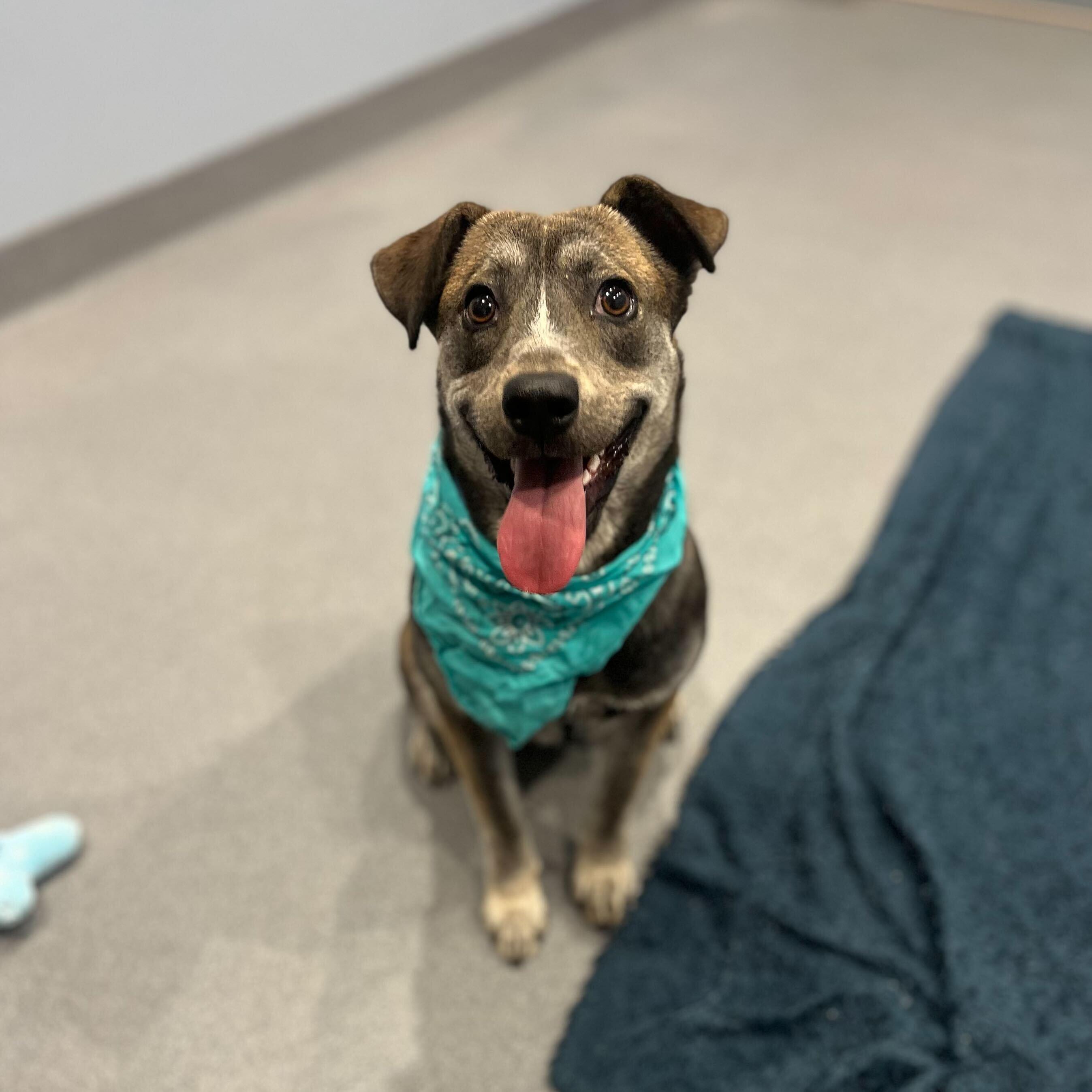 Mira, a ADOPTABLE Mixed Breed in Canal Winchester, OH image 2/3