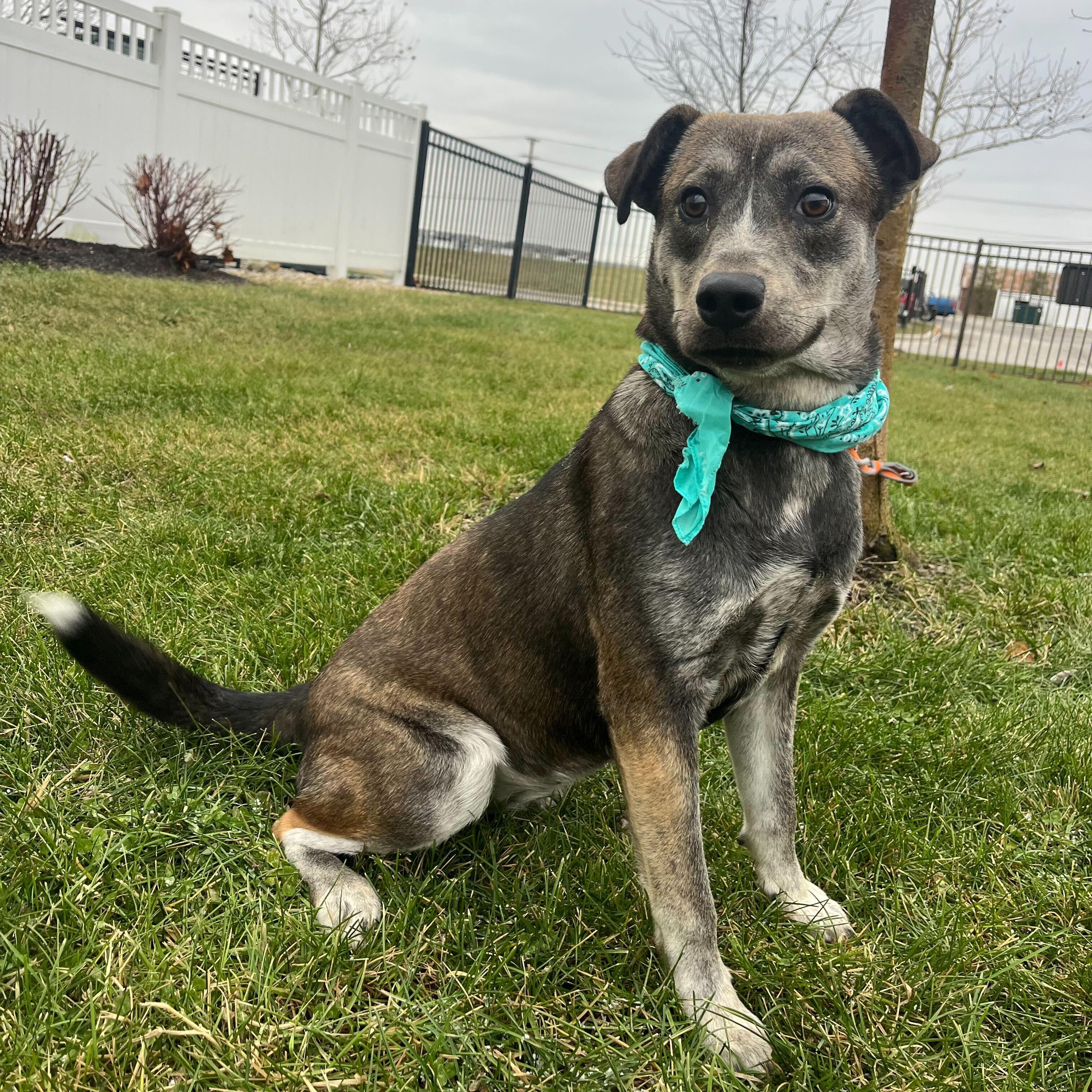 Mira, a ADOPTABLE Mixed Breed in Canal Winchester, OH image 3/3