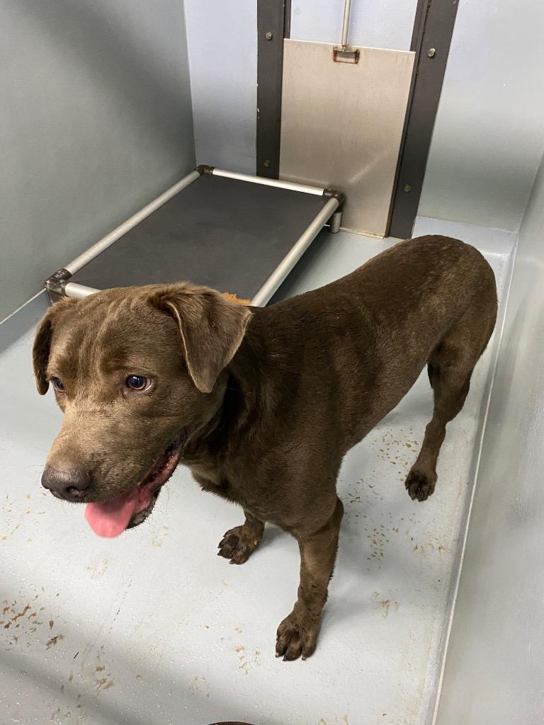 Storm/Stormy, Adoptable, Adult Male Labrador Retriever & Mixed Breed.