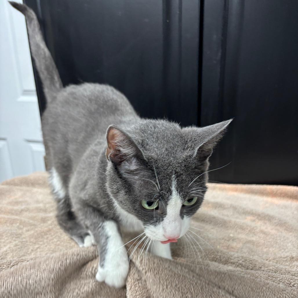Ash, a Adoptable Domestic Short Hair in Granville, OH image 1/6