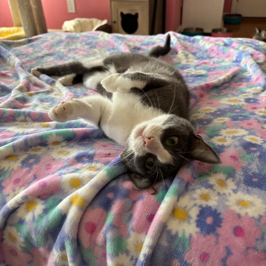 Ash, a Adoptable Domestic Short Hair in Granville, OH image 2/6