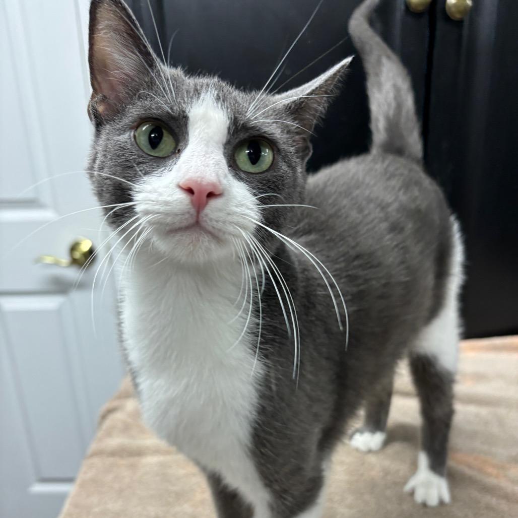 Ash, a Adoptable Domestic Short Hair in Granville, OH image 3/6