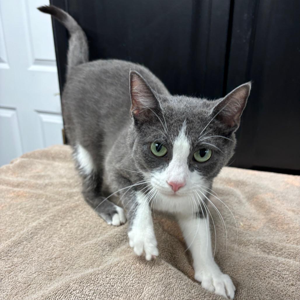 Ash, a Adoptable Domestic Short Hair in Granville, OH image 4/6