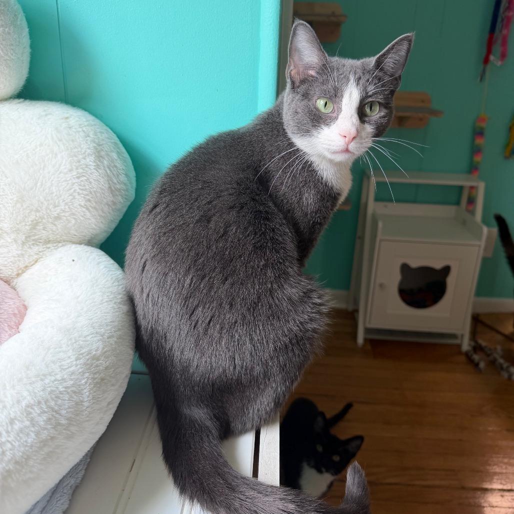 Ash, a Adoptable Domestic Short Hair in Granville, OH image 5/6