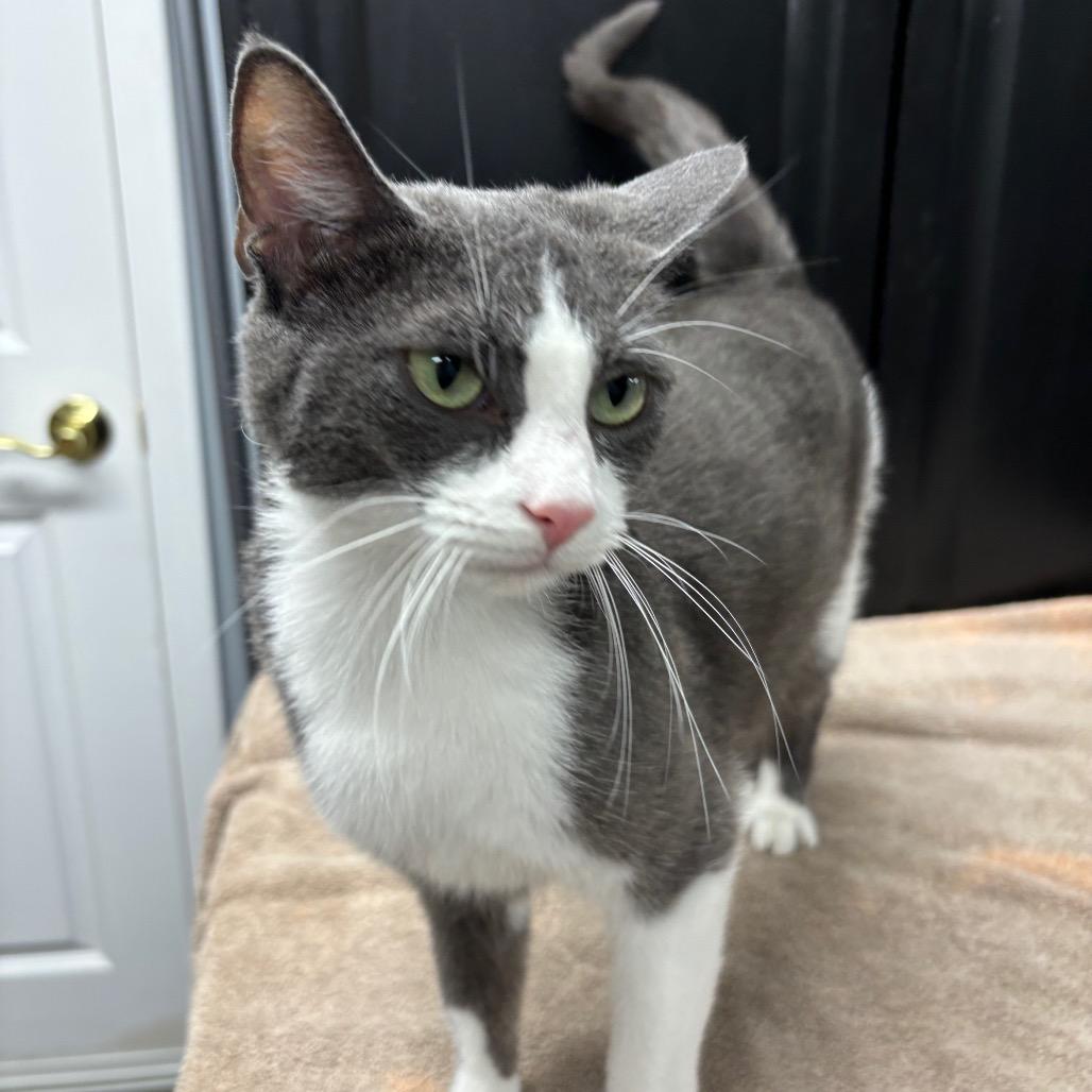 Ash, a Adoptable Domestic Short Hair in Granville, OH image 6/6
