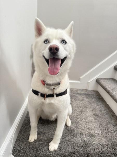 Ghost, Adoptable, Adult Male Siberian Husky.