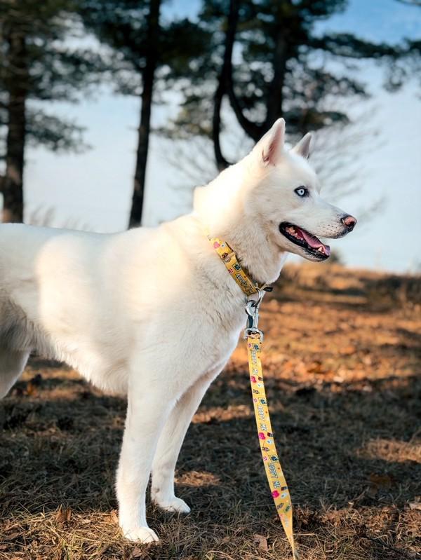 Ghost, Adoptable, Adult Male Siberian Husky.