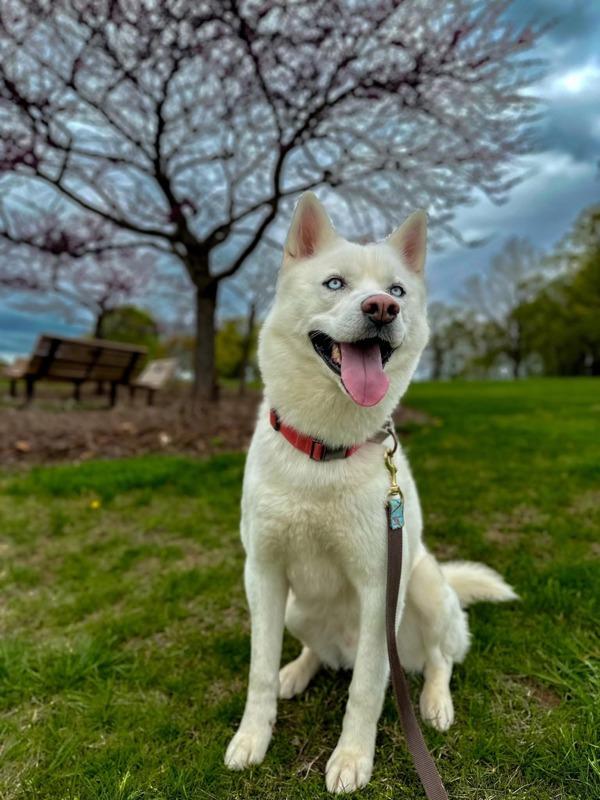 Enlarge Ghost, a Adoptable mixed breed in Skillman, NJ image 2/6