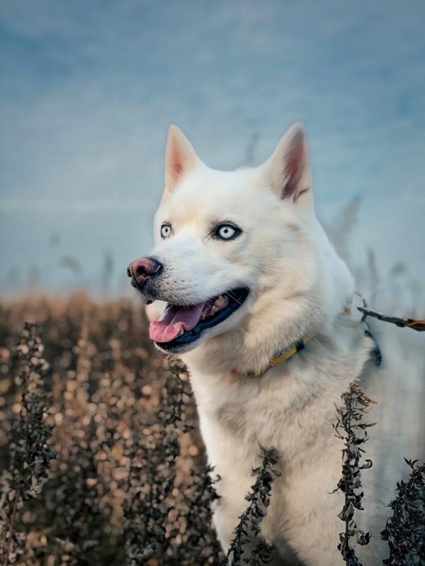 Enlarge Ghost, a Adoptable mixed breed in Skillman, NJ image 3/6