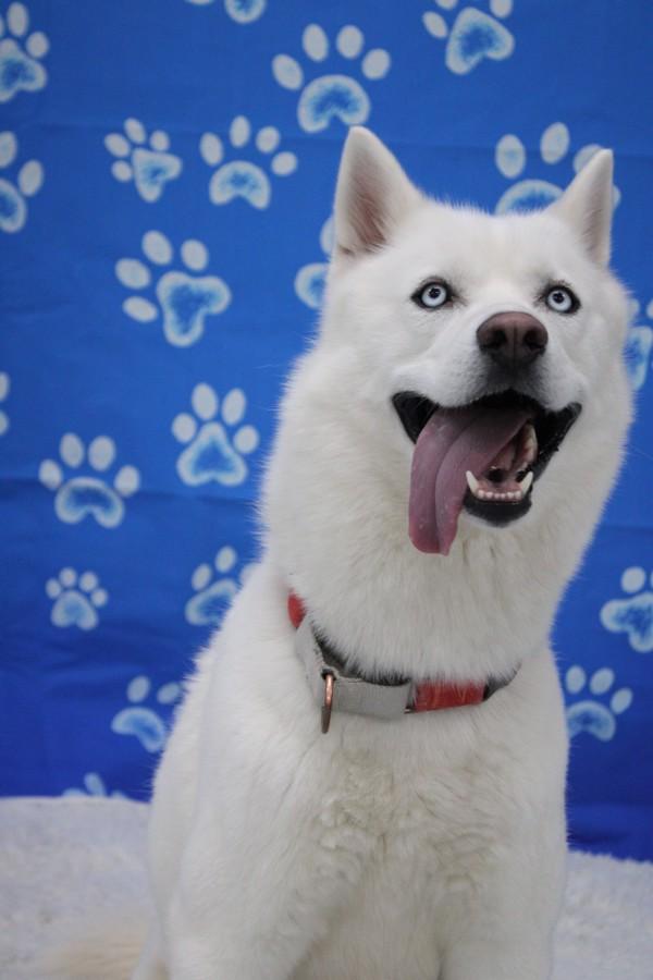 Enlarge Ghost, a Adoptable mixed breed in Skillman, NJ image 5/6