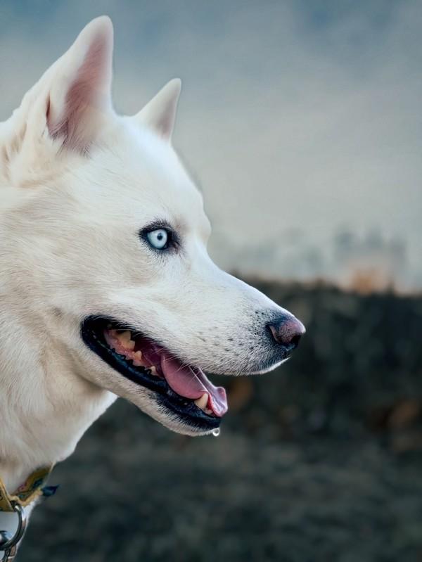 Enlarge Ghost, a Adoptable mixed breed in Skillman, NJ image 6/6