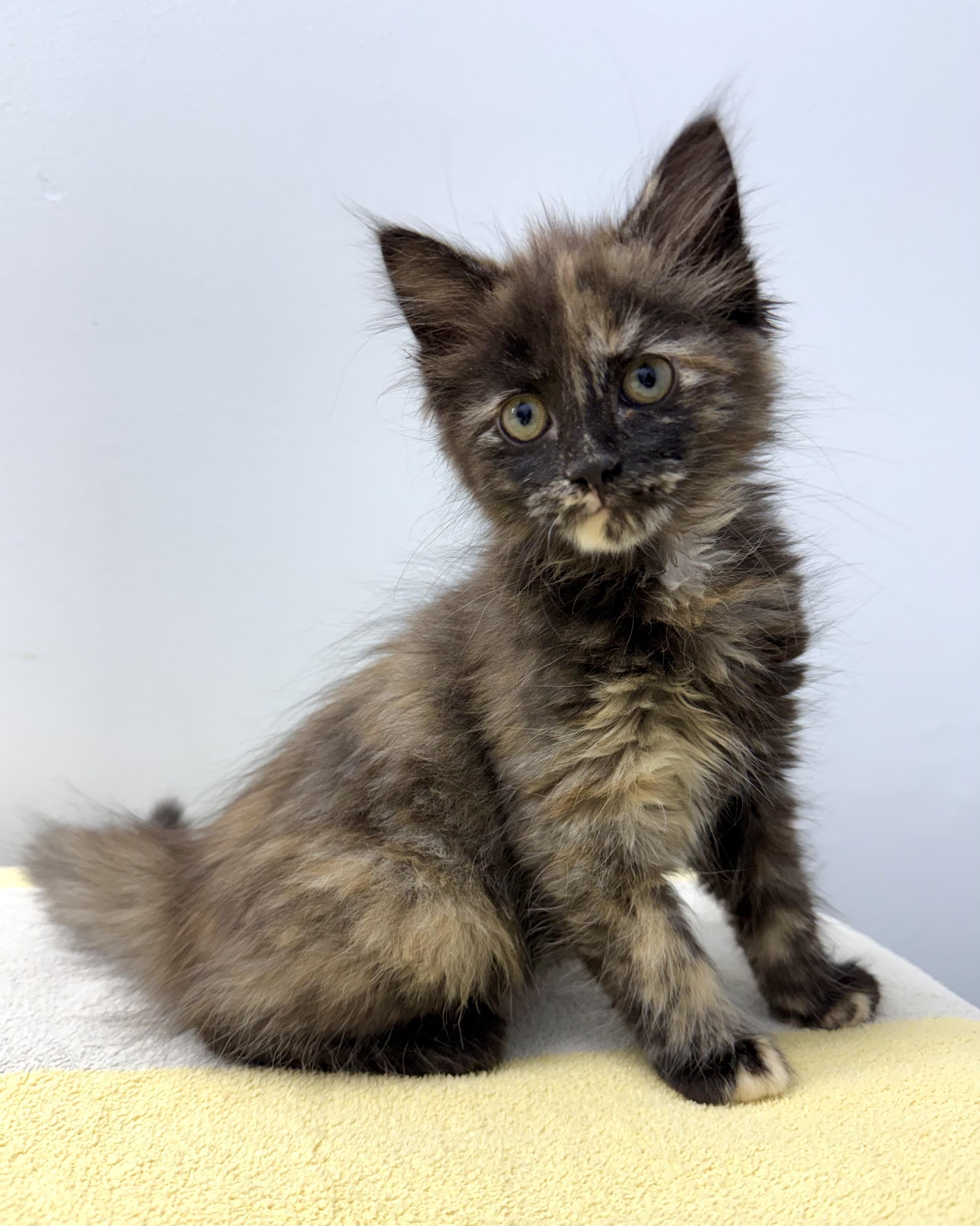 Chai and Dove BONDED SIBLINGS., a ADOPTABLE Domestic Short Hair in Mount Vernon, OH image 1/2