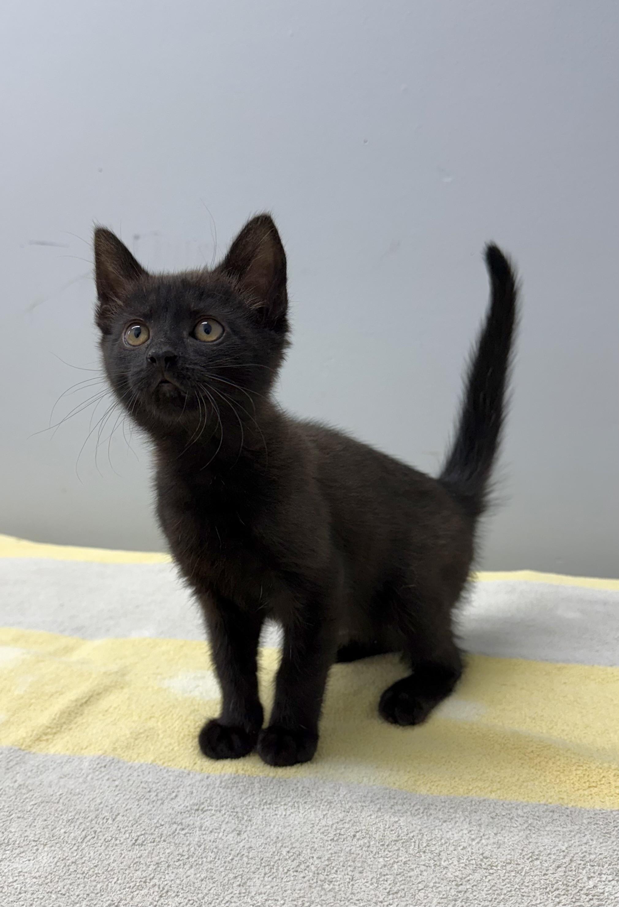 Chai and Dove BONDED SIBLINGS., a ADOPTABLE Domestic Short Hair in Mount Vernon, OH image 2/2