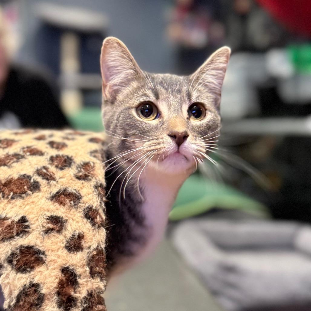 Maverick, Adoptable, Young Male Domestic Short Hair.