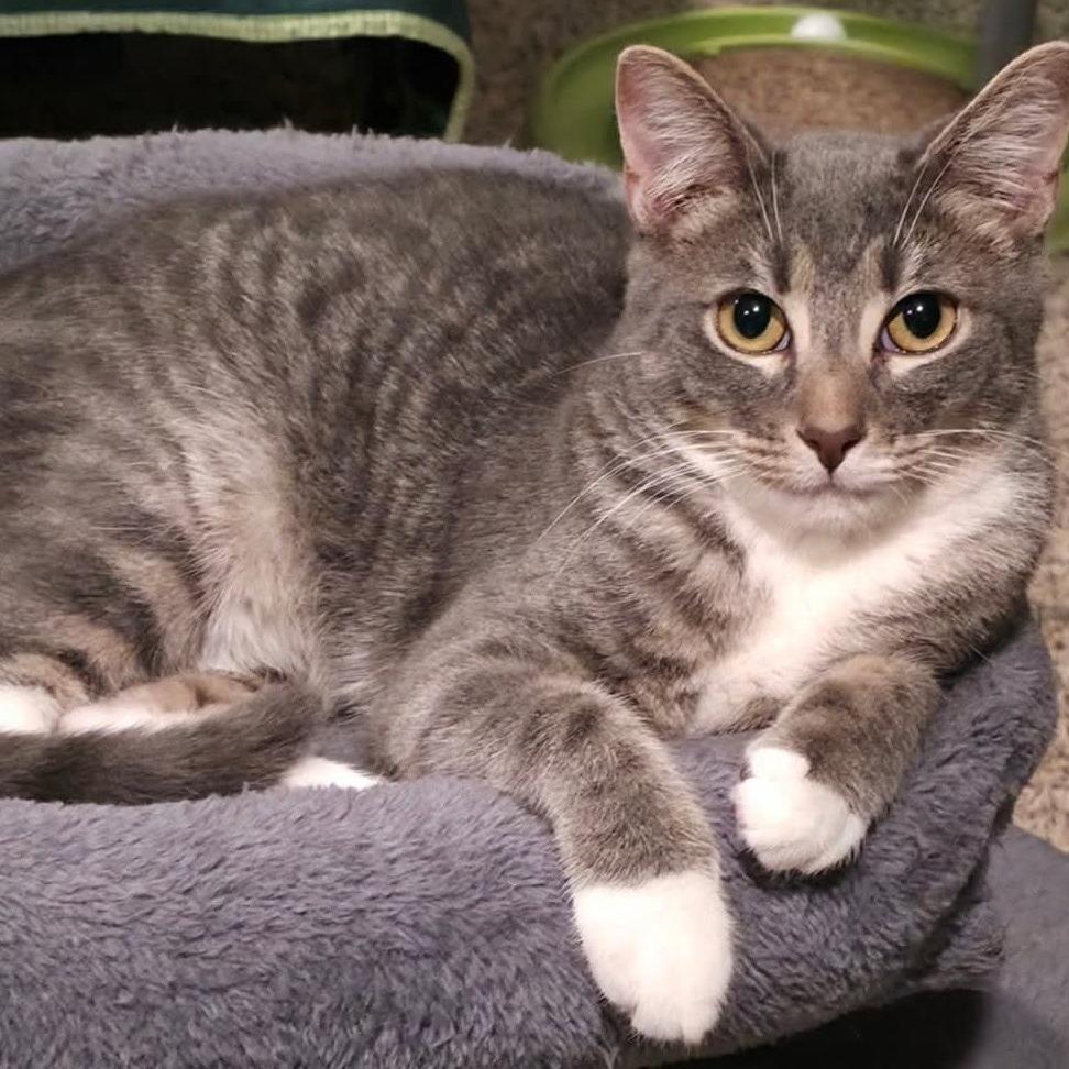 Enlarge Maverick, a Adoptable Domestic Short Hair in Kansas City, MO image 1/1